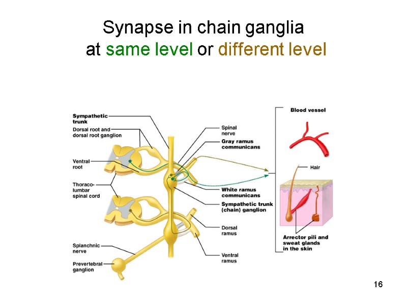 16 Synapse in chain ganglia  at same level or different level